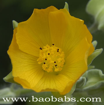 Abutilon angulatum